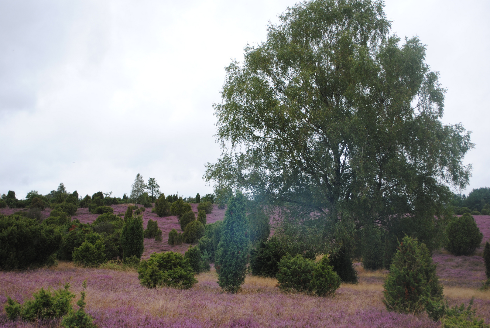 Lüneburger Heide