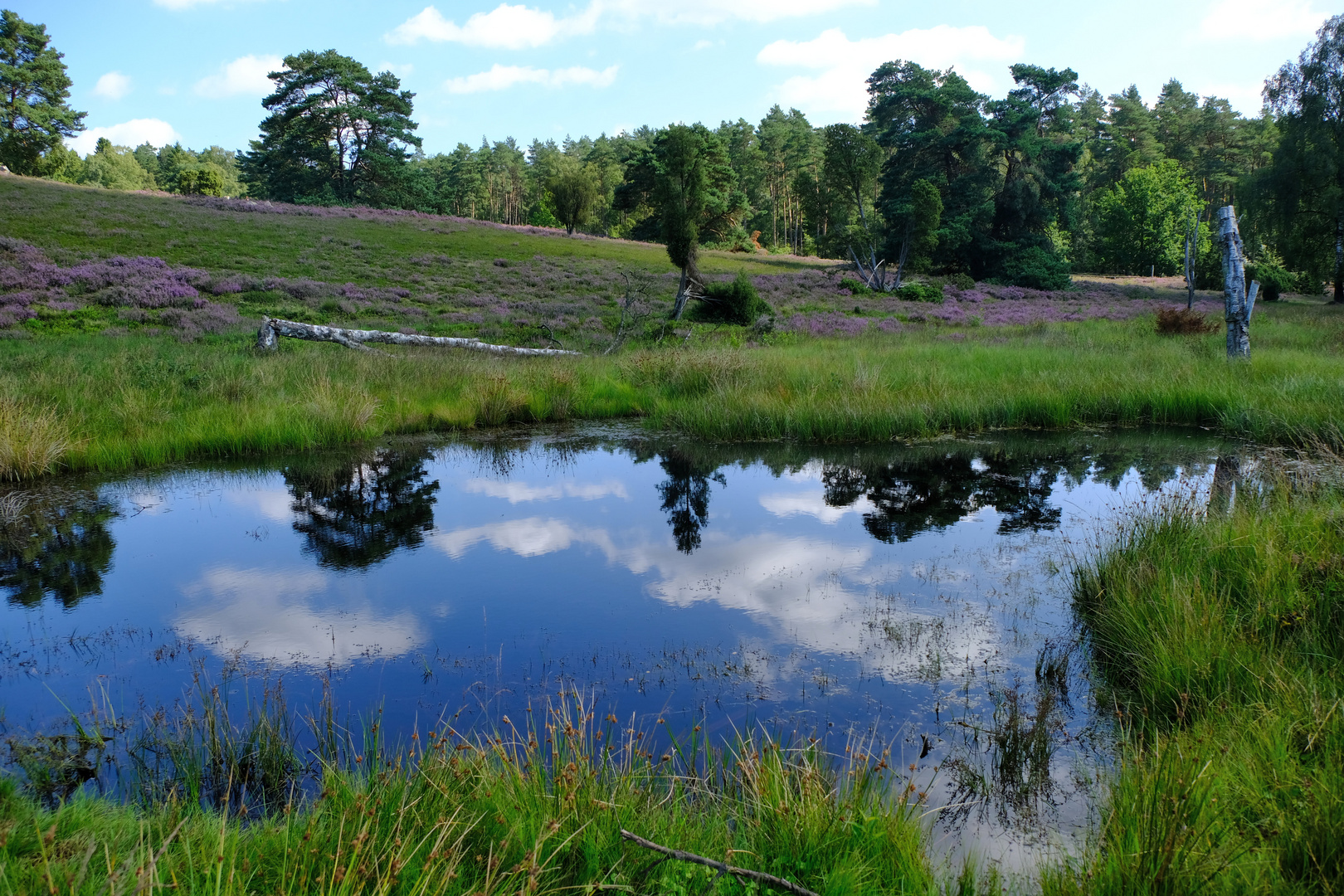 Lüneburger Heide Foto & Bild world, teich, natur Bilder auf
