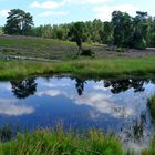 Lüneburger Heide