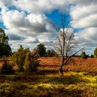 Lüneburger Heide