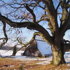 Lüneburger Heide