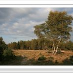 ..........................Lüneburger Heide............................