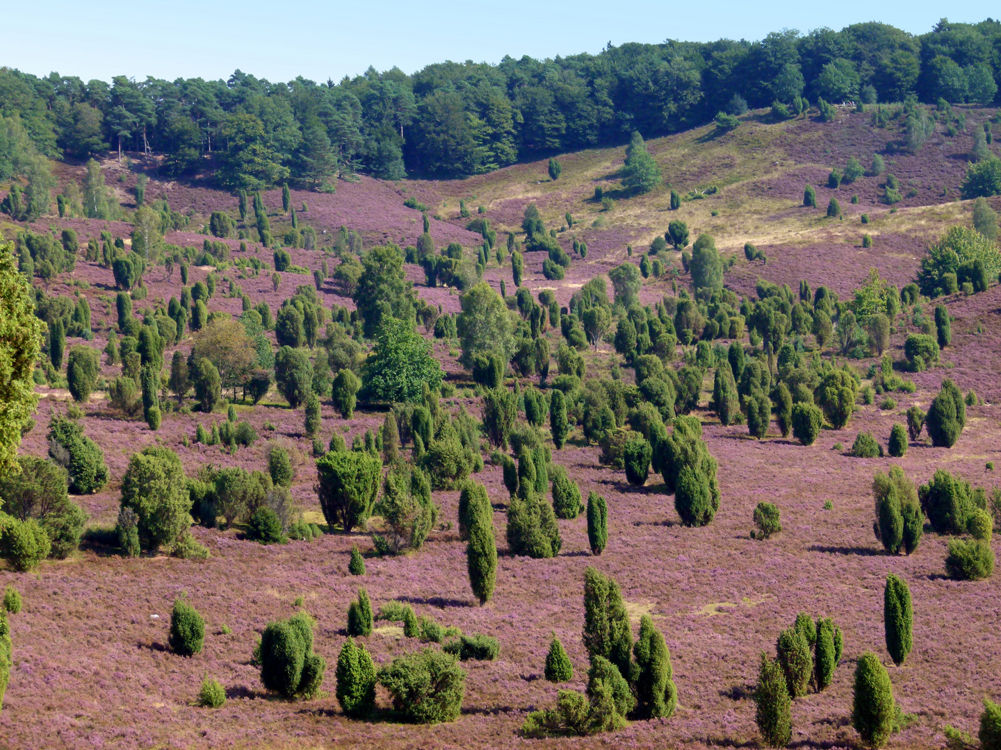 Lüneburger Heide