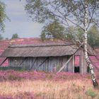 Lüneburger Heide