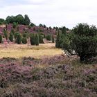 Lüneburger Heide 