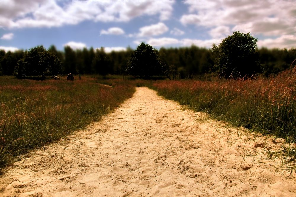 Lüneburger Heide von Max Re. 