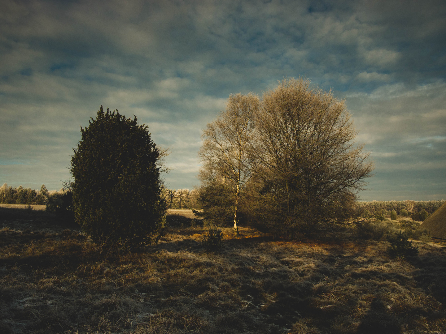 Lüneburger Heide