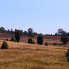 Lüneburger Heide