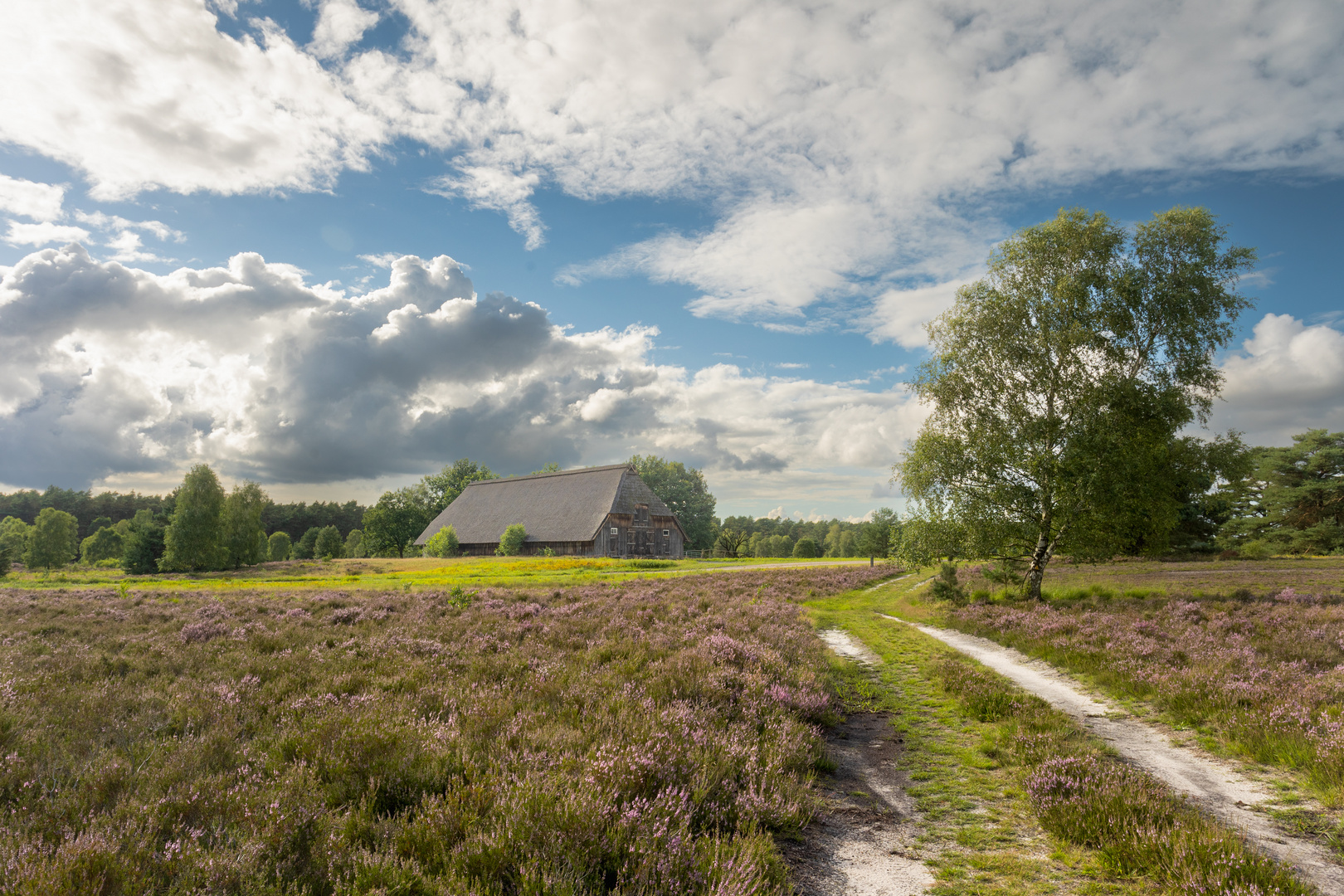 Lüneburger Heide 