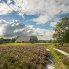 Lüneburger Heide 