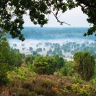 Lüneburger Heide am Totengrund