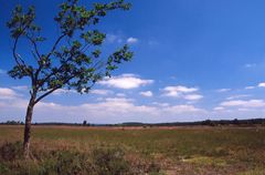 Lüneburger- Heide (Analog)