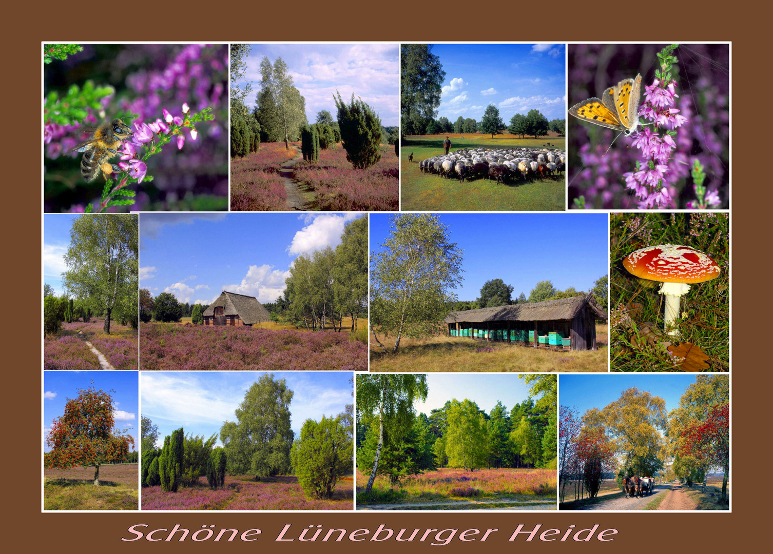 Lüneburger Heide Ansichtskarte