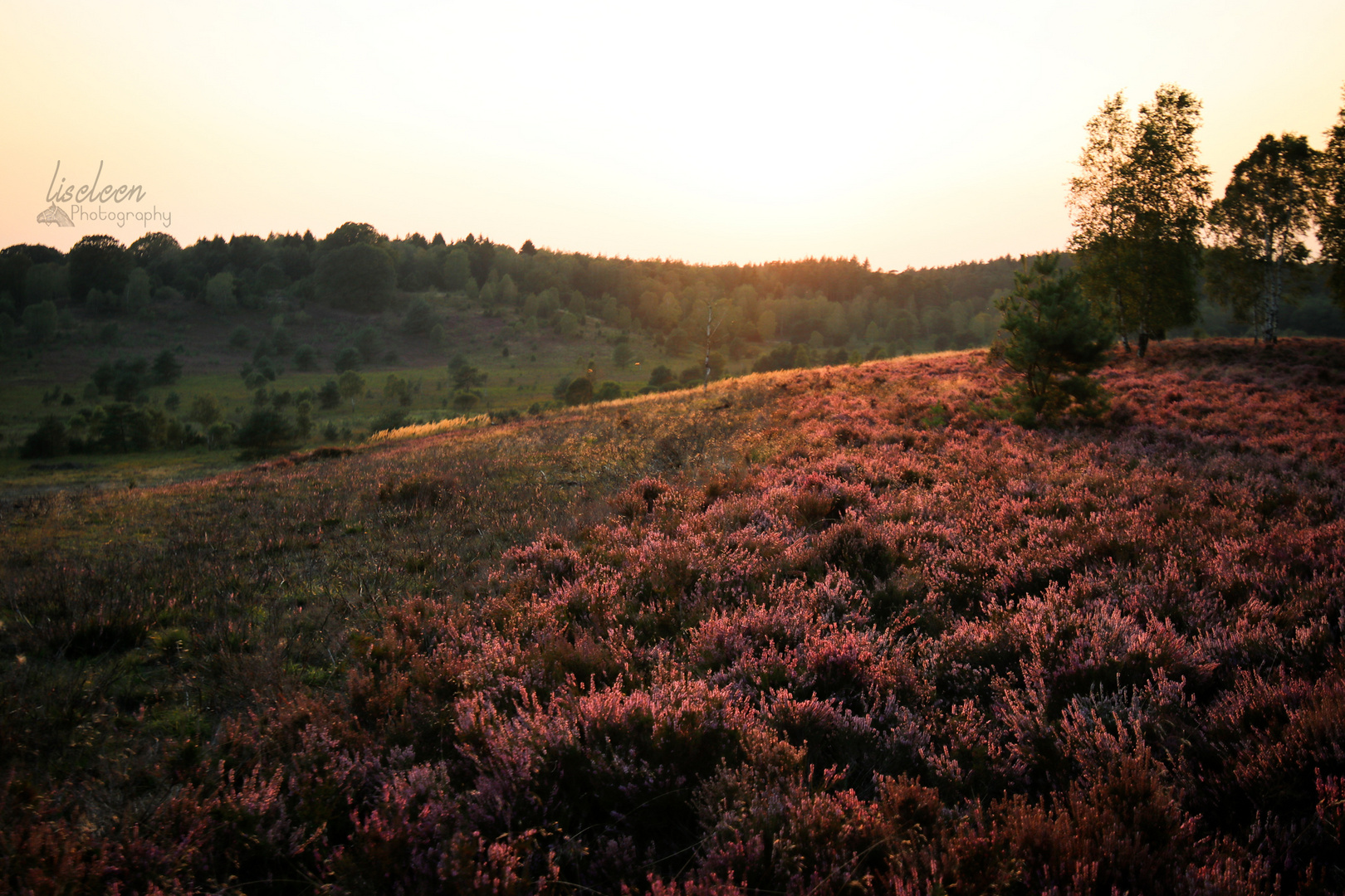 Lüneburger Heide August 2019