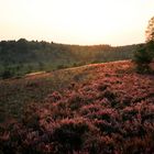 Lüneburger Heide August 2019