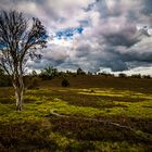 Lüneburger Heide