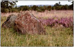 Lüneburger Heide