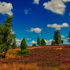 Lüneburger Heide