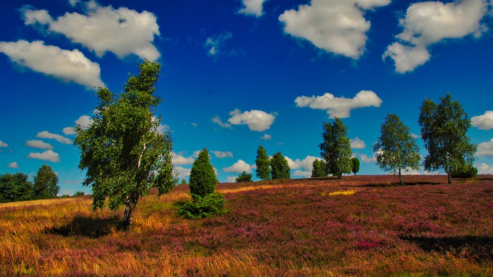 Lüneburger Heide Bilder: A Journey Through Nature's Palette