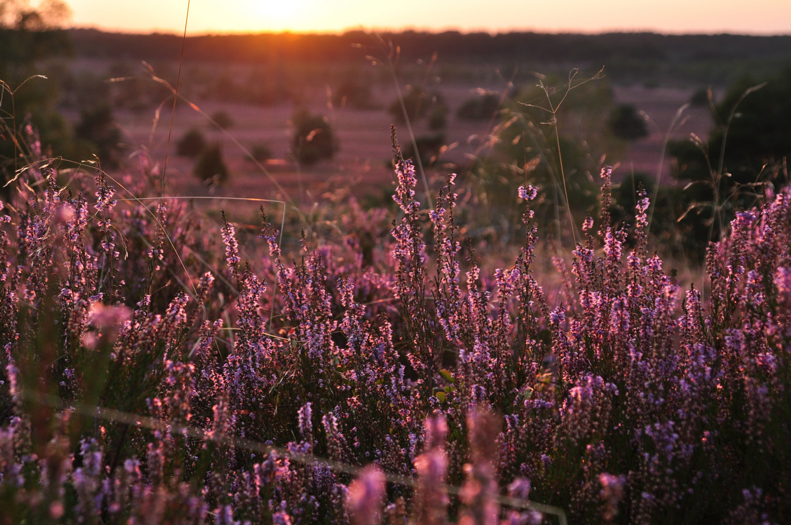 Lüneburger Heide