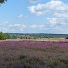 Lüneburger Heide,