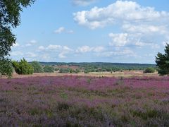 Lüneburger Heide,