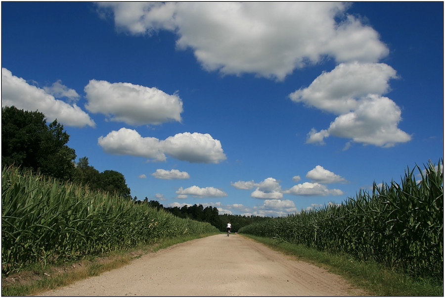 Lüneburger Heide