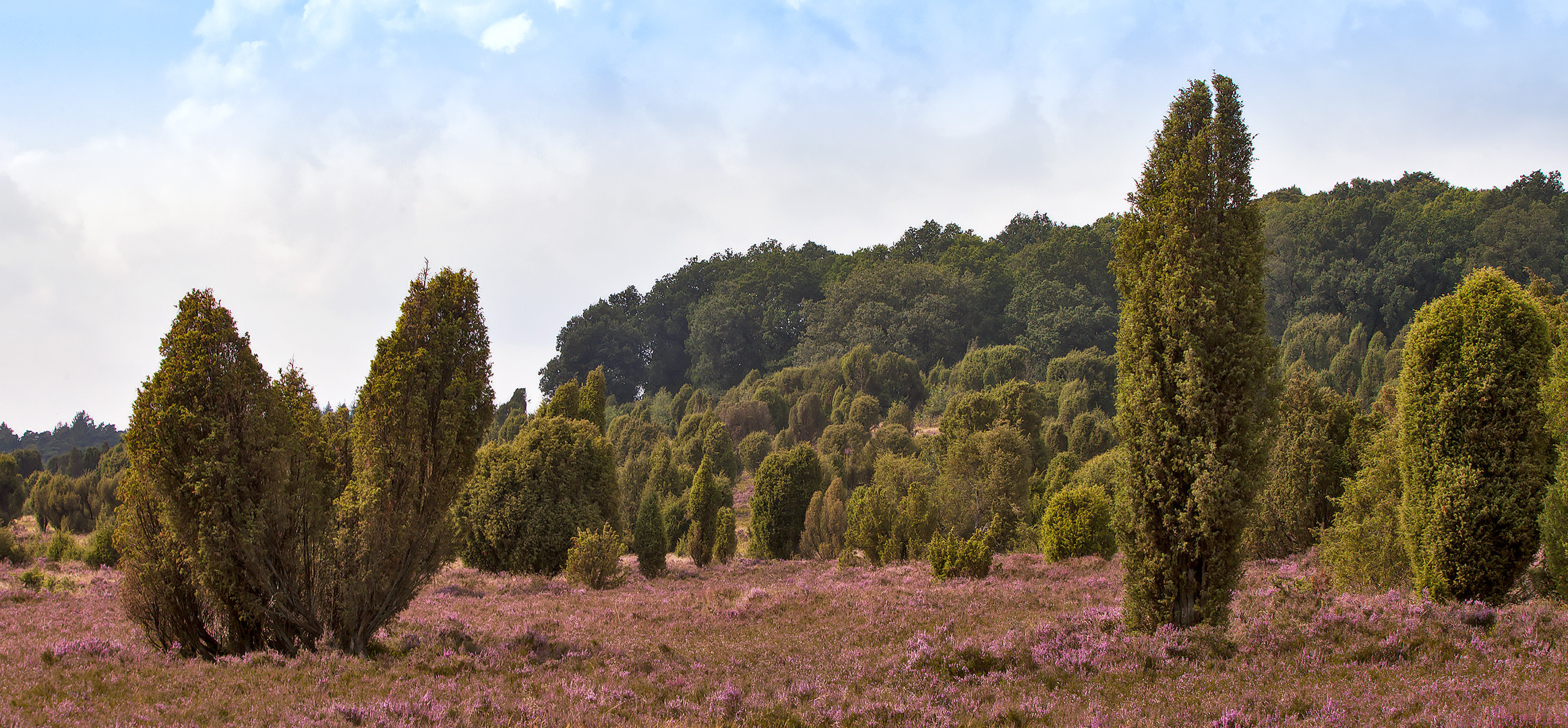 Lüneburger-Heide