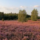 Lüneburger Heide