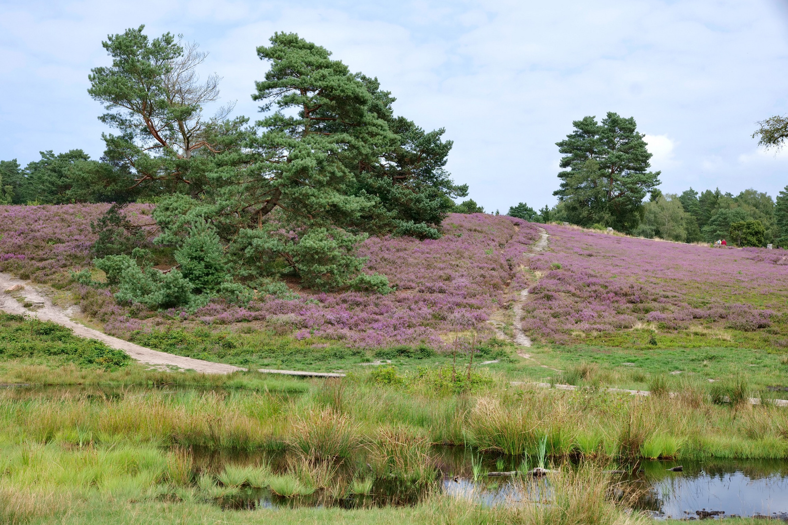 Lüneburger Heide