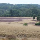 Lüneburger Heide