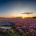 Lüneburger Heide - Bank im Sonnenuntergang