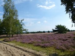 Lüneburger Heide