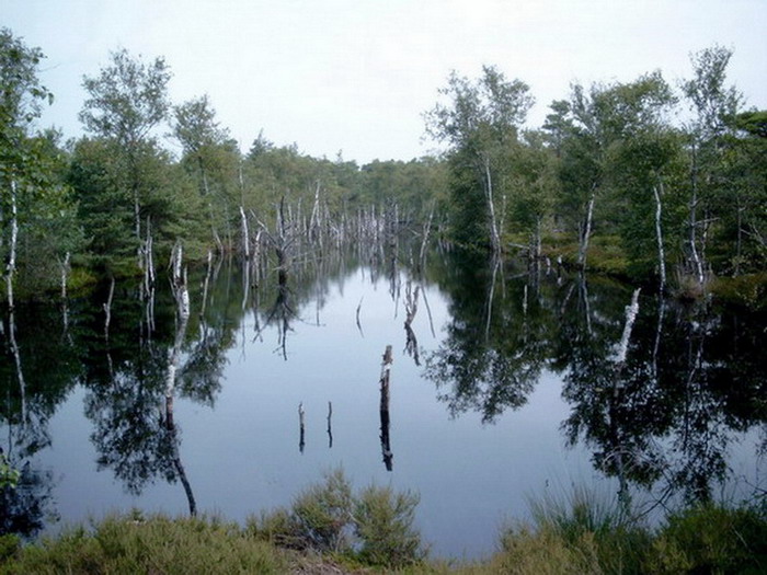 Lüneburger Heide