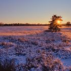 Lüneburger Heide