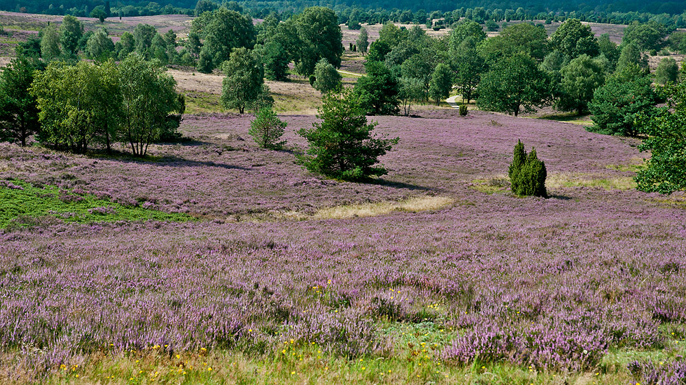 Lüneburger Heide