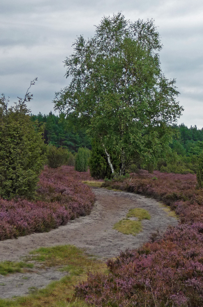 Lüneburger Heide bei Amelinghausen von Dietlinde Bamberger