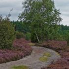 Lüneburger Heide bei Amelinghausen