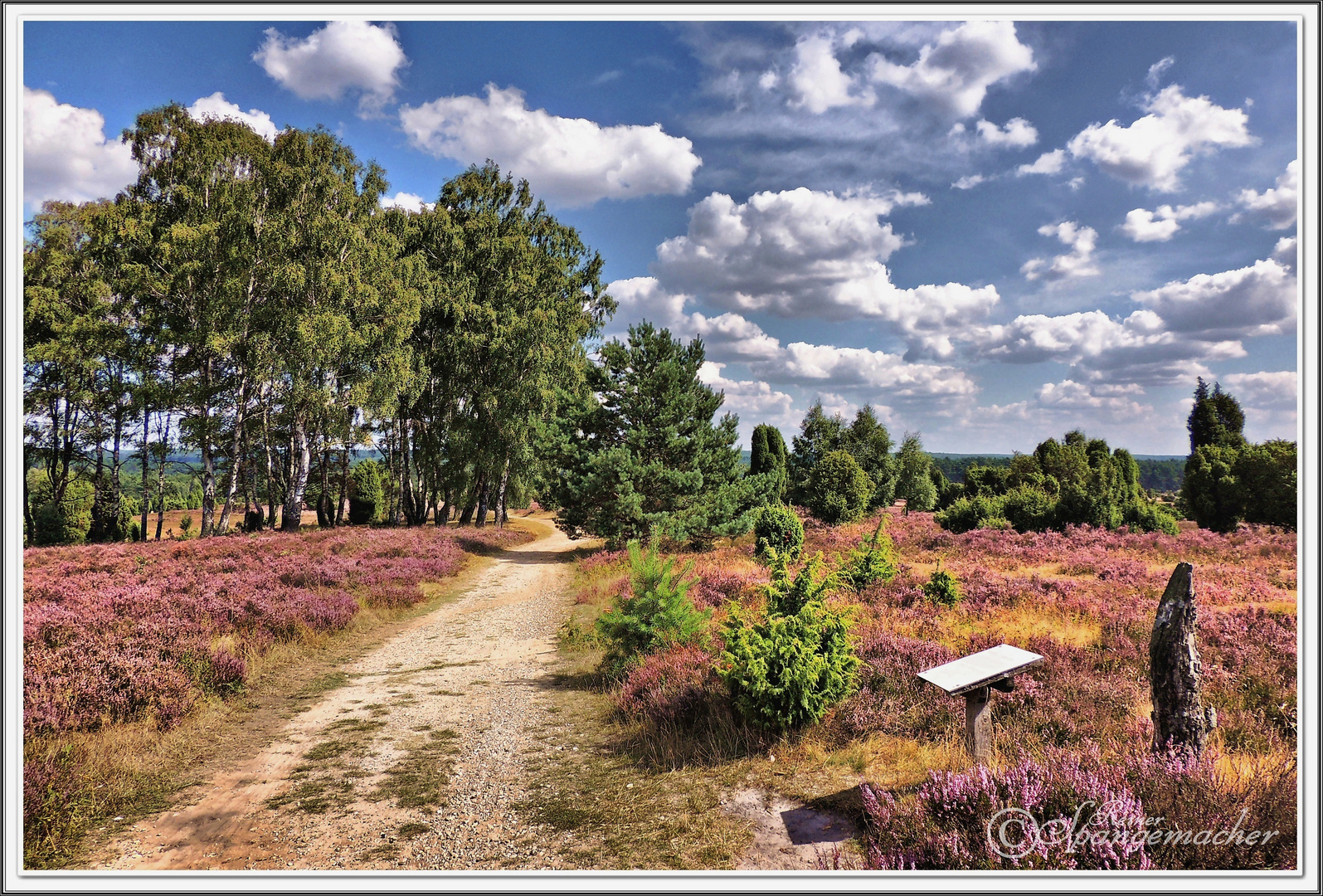 Lüneburger Heide bei Wilsede