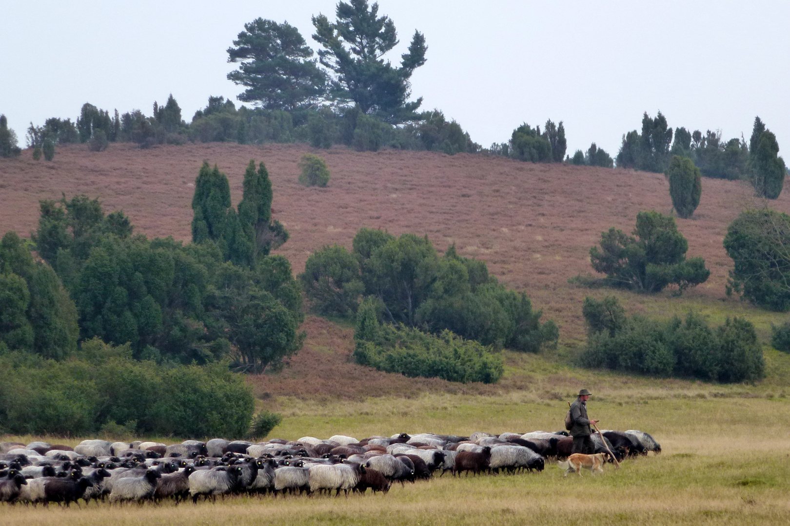 Lüneburger Heide bei Wilsede