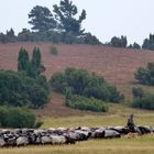 Lüneburger Heide bei Wilsede