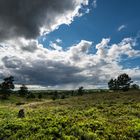 Lüneburger Heide bei Wilsede