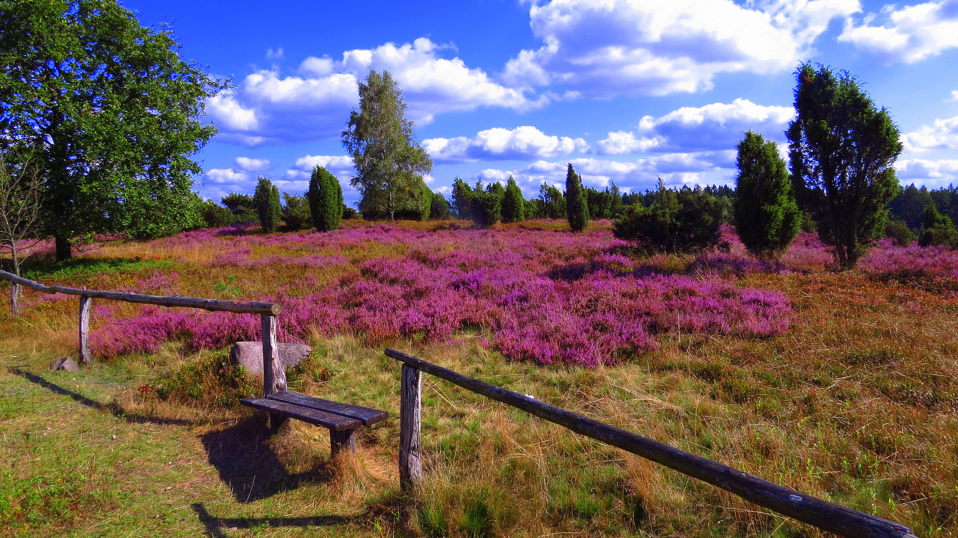 Lüneburger Heide beim Wilseder Berg