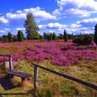 Lüneburger Heide beim Wilseder Berg