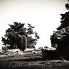 Lüneburger Heide, Büsche, Wald, Bilder, Bäume, Baum, Natur,