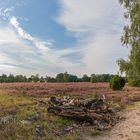 Lüneburger Heide