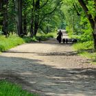 Lüneburger Heide