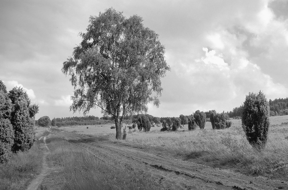 Lüneburger Heide