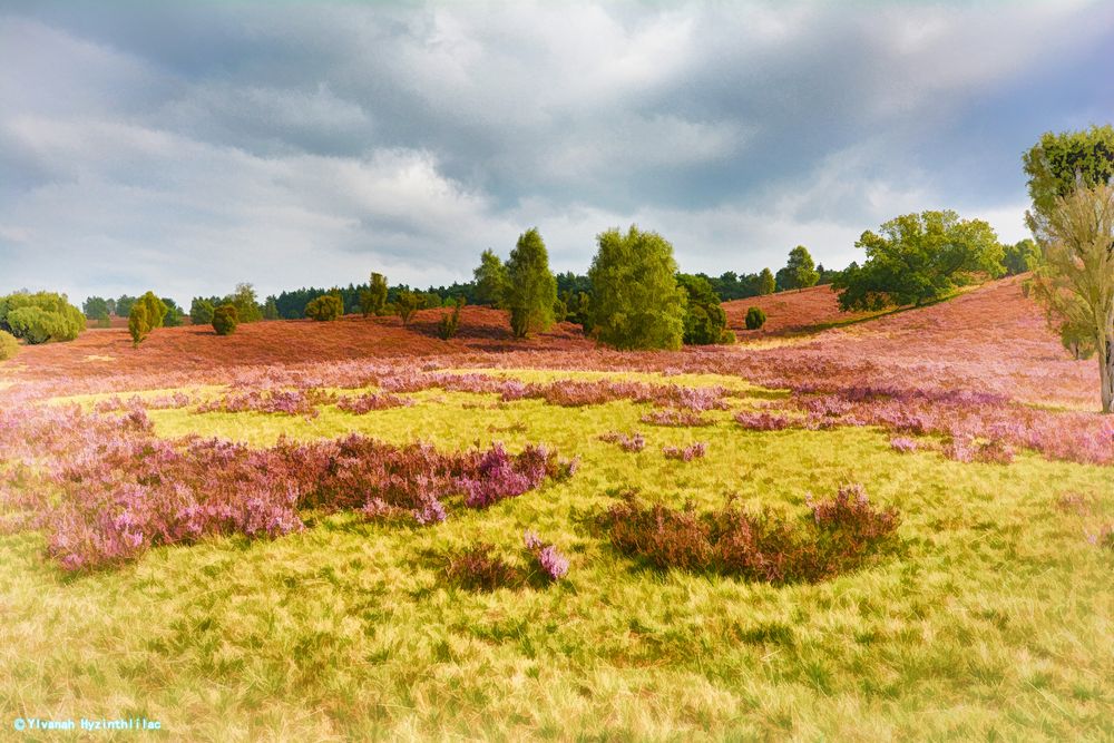 Lüneburger Heide