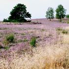 Lüneburger Heide